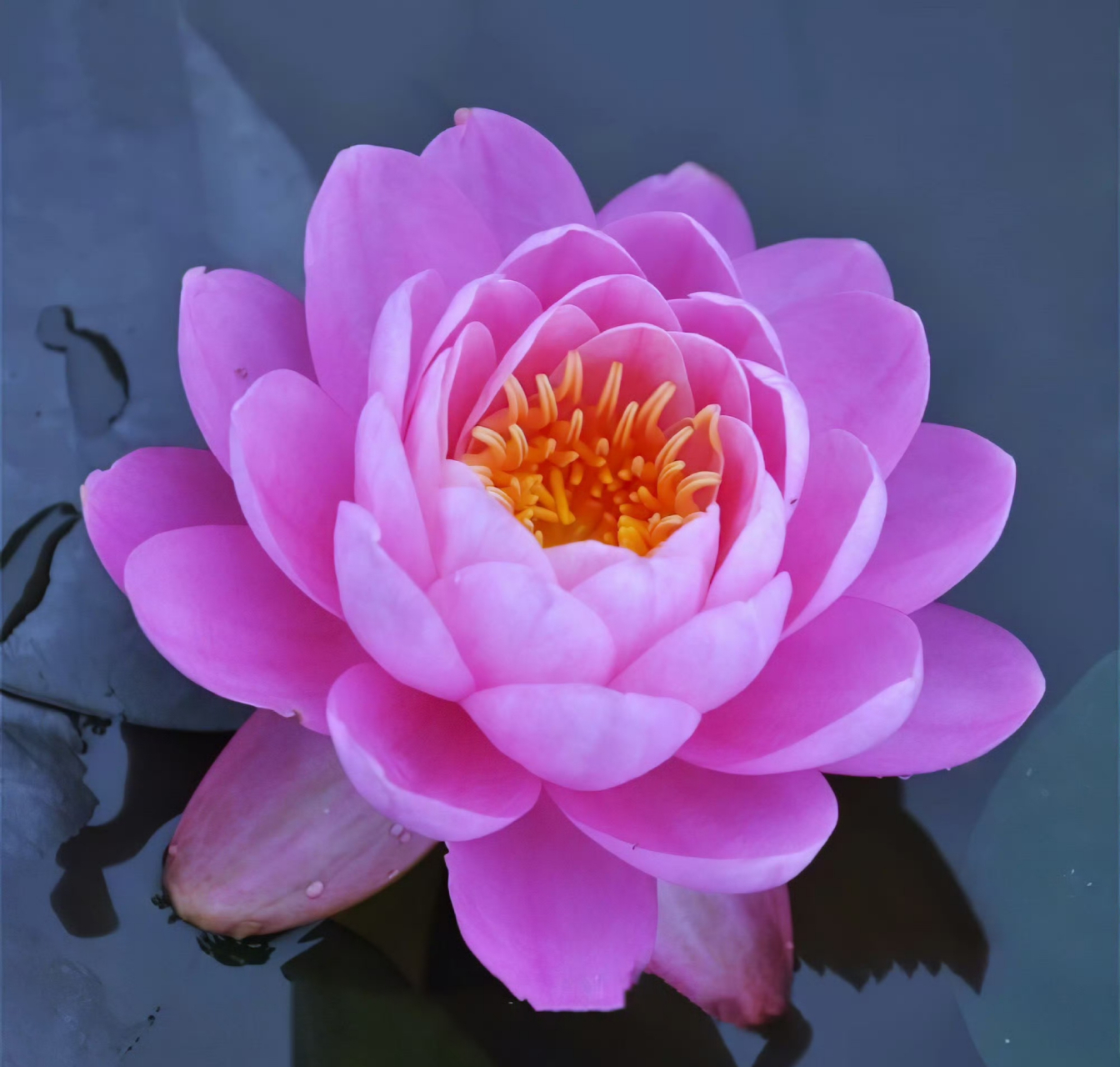 睡莲"粉牡丹"娇艳妩媚03粉嫩嫩!嬌柔雅致!好美喔!