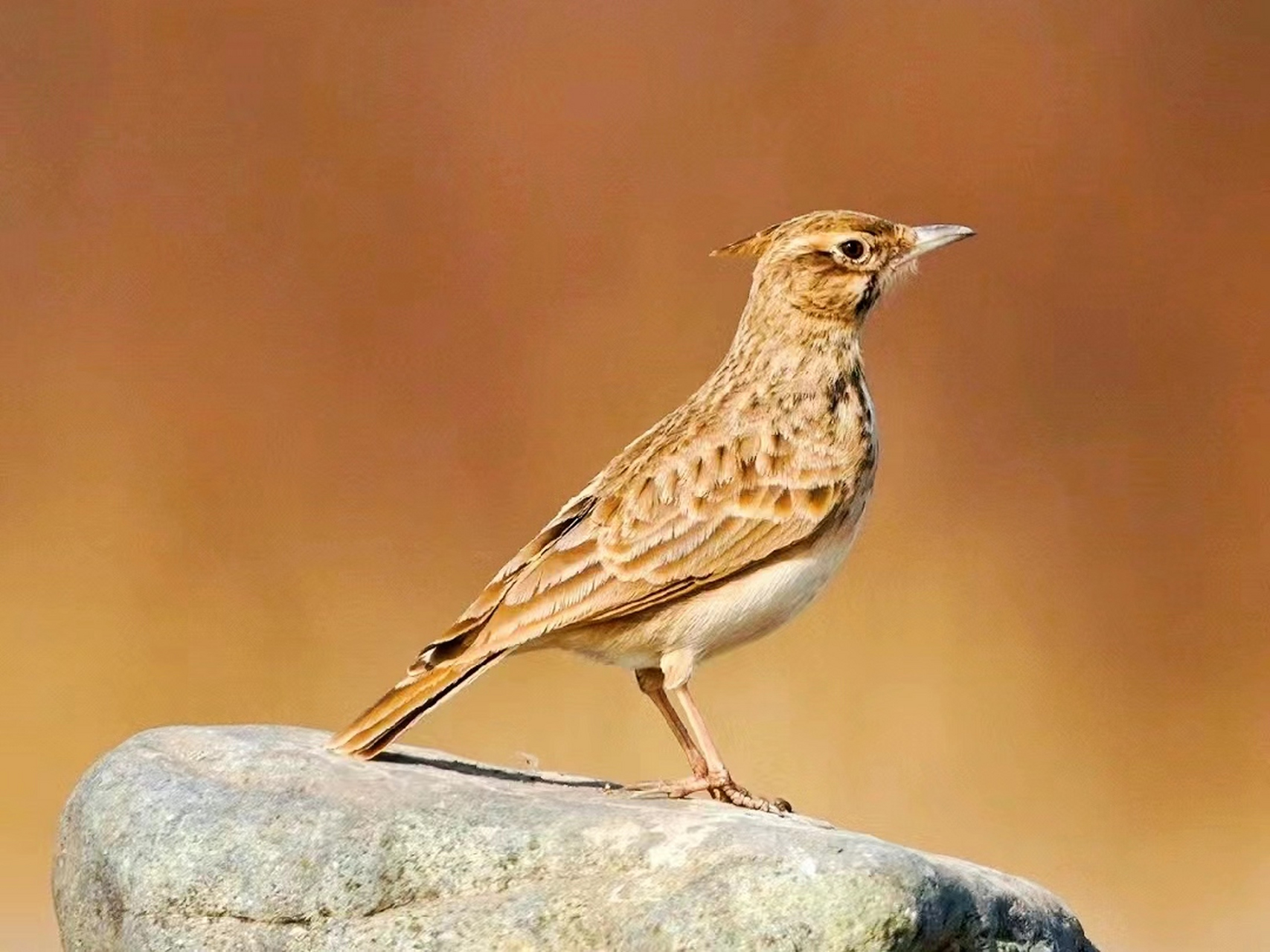 凤头百灵鸟(百灵科)#鸟