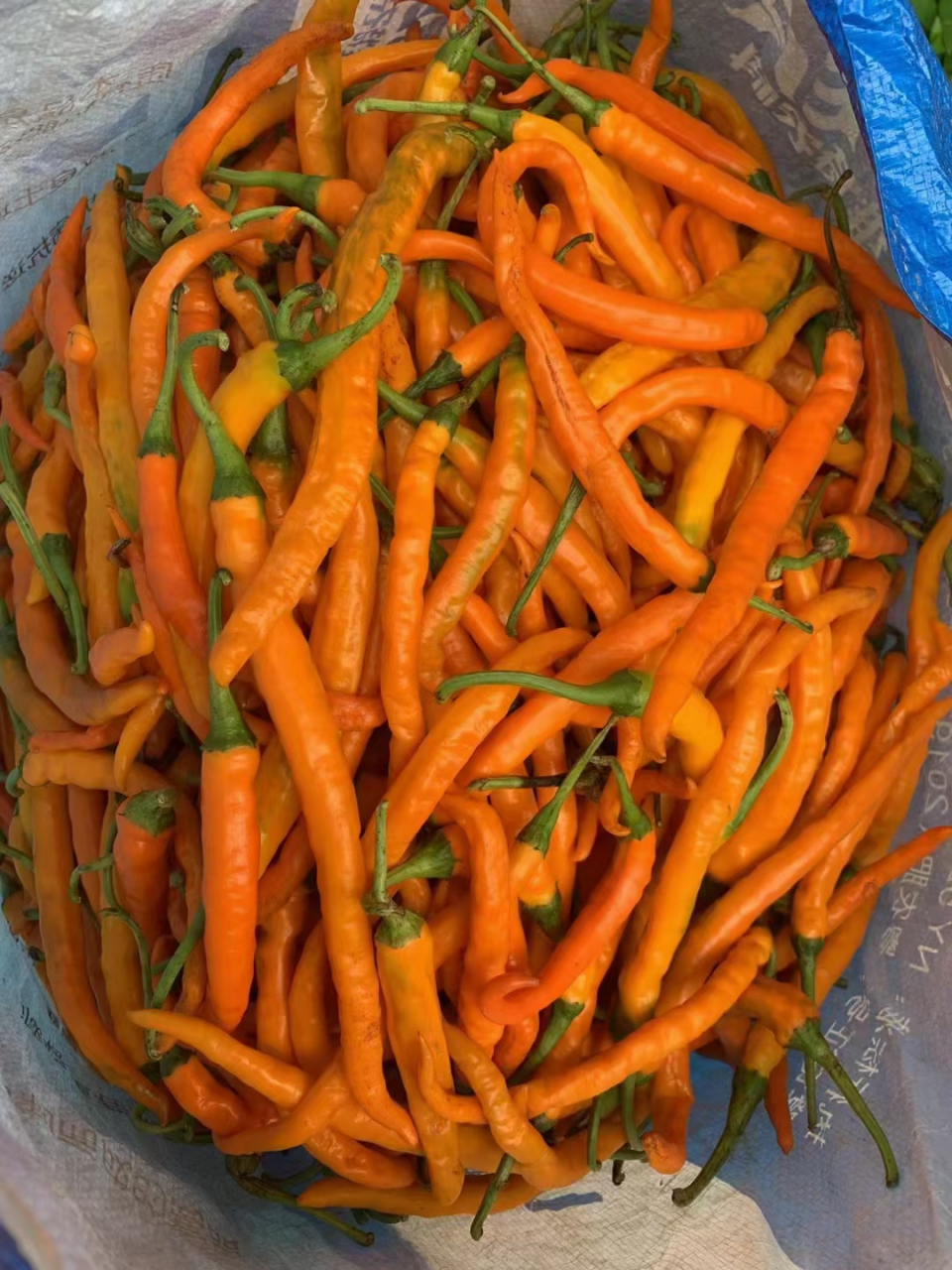 一口家乡味,最解家乡愁,一瓶源自南雄的黄辣椒酱,带你回忆家乡的味道.