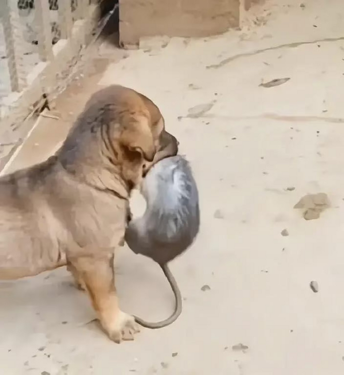 狗拿耗子,多管闲事.