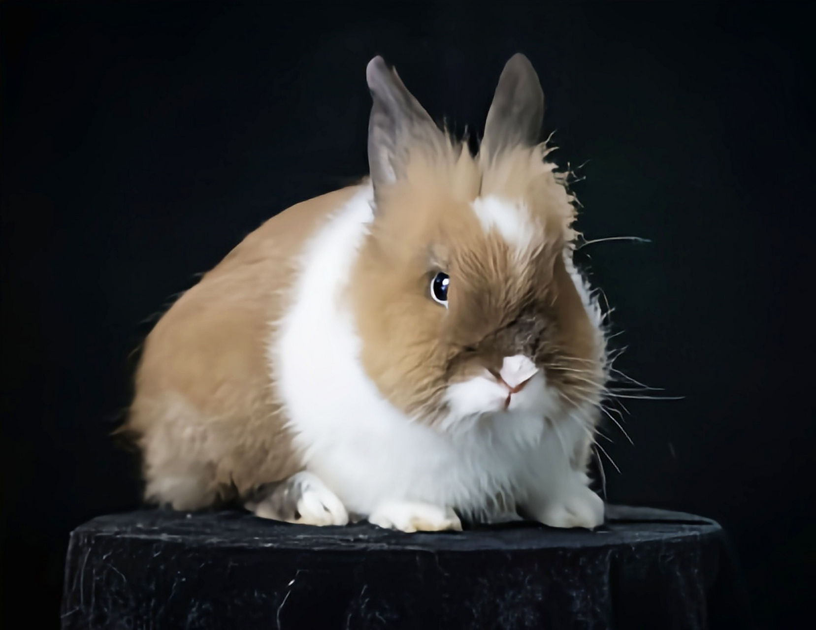 每天认识一种动物——荷兰兔 荷兰兔是非常受欢迎的小型宠物兔,体色