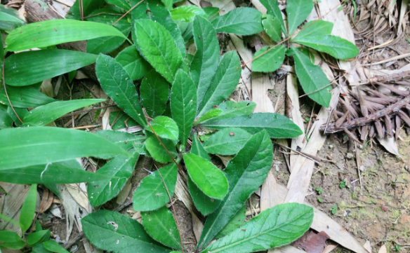 3种植物的根茎