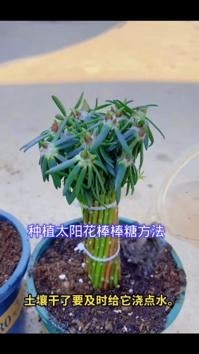 種植太陽花棒棒糖的方法