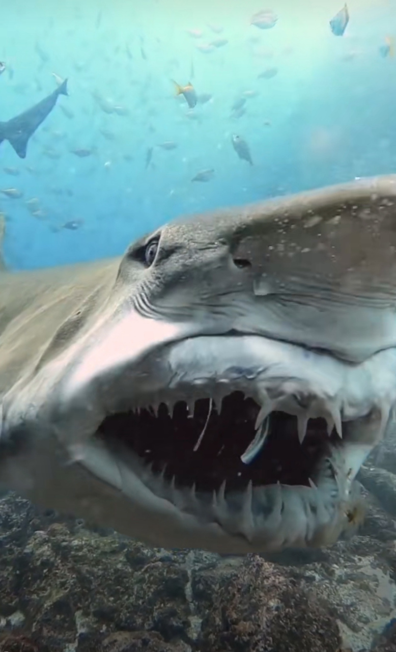 牙齿又多又大,竟然整副牙都能伸出来,鲨鱼的可怕你想象不到