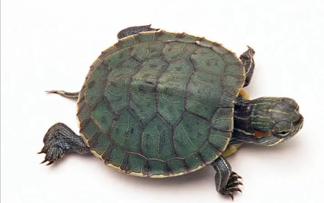 "王八蛋"为什么是骂人的词,有什么历史典故呢?