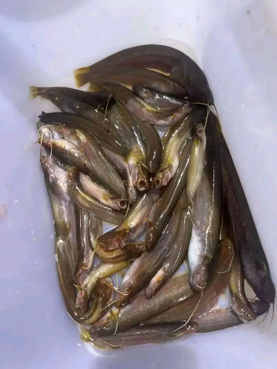 有没有朋友帮忙看下这是不是埃及鲶鱼呢?