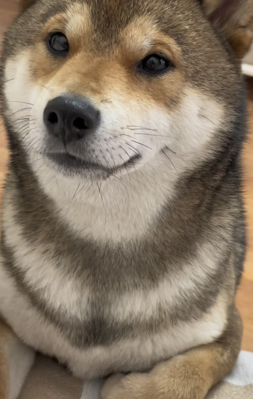 没错,就是贪吃的胡麻柴~#萌宠# #狗狗日常# #狗狗