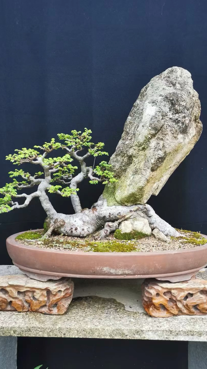 生活中的乐趣 附石榆树盆景