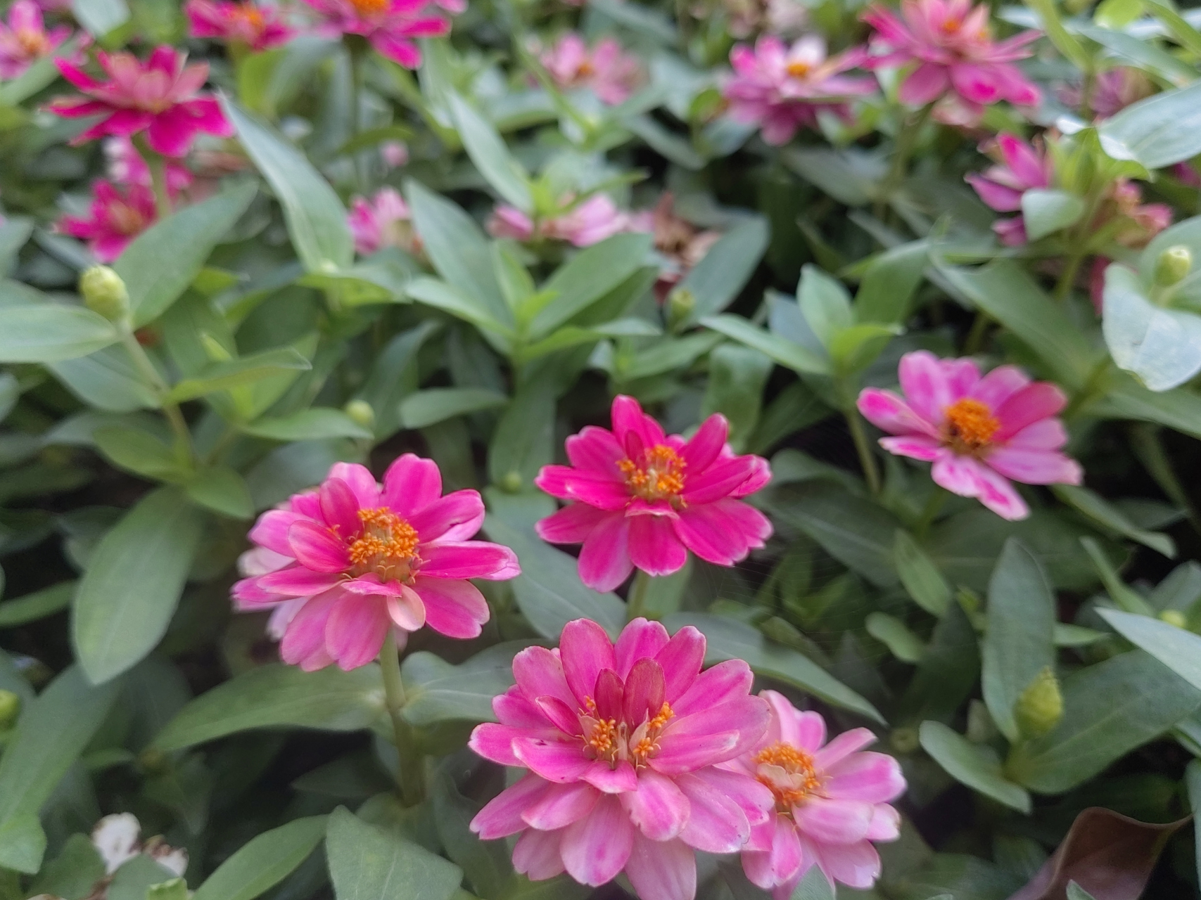 小百日草,相对于百日草,这种矮化的小百日草观赏价值更高一些,应用