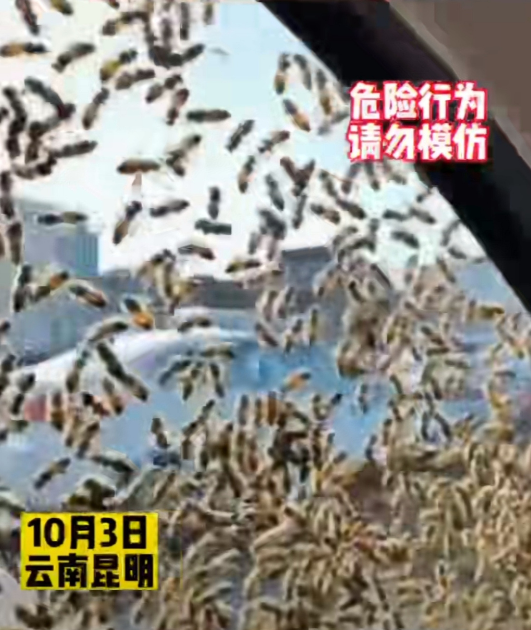 国庆假期,云南昆明一男子拿走野蜂王,结果车窗上爬满蜜蜂被追了一 ..