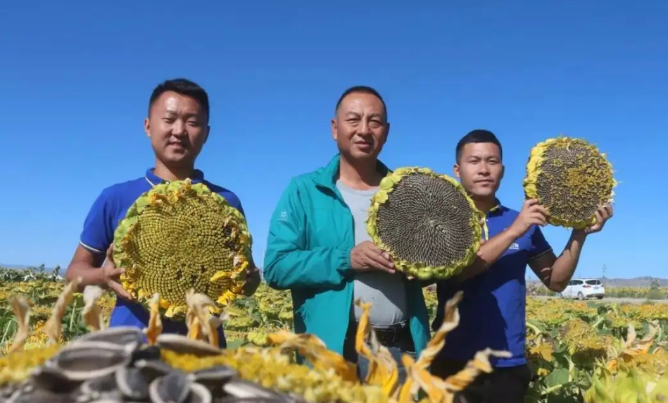 三瑞农科张永平:致力研究优良的葵花种子,如今公司收入可观