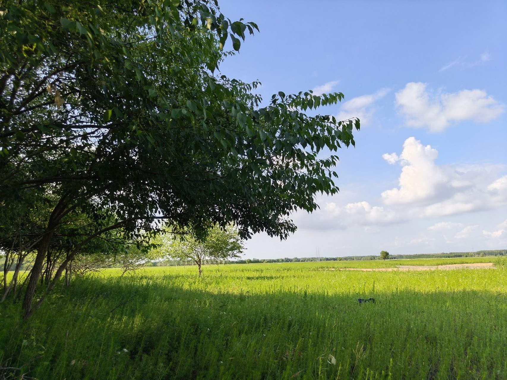 盛夏风景# 绿树荫浓夏日长