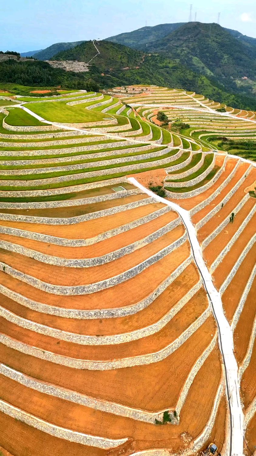 这样的梯田看着就解压#水稻上山 #我为温州三农代言