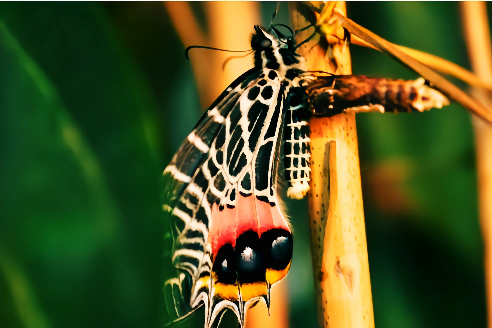 每天认识一种昆虫——不丹褐凤蝶 不丹褐风蝶是不丹的国蝶.