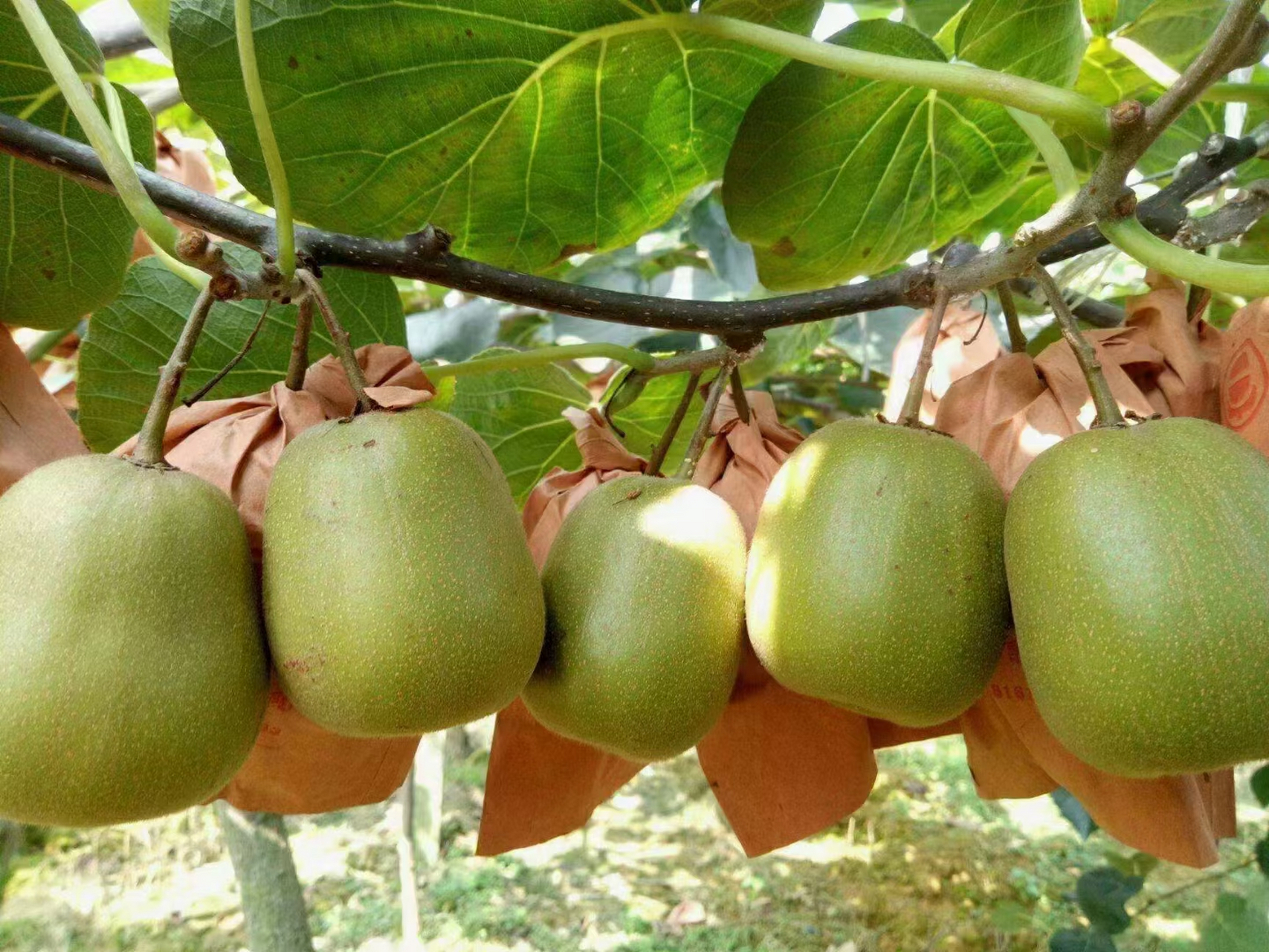 0707赣南红心7815 猕猴桃,纯甜纯甜!