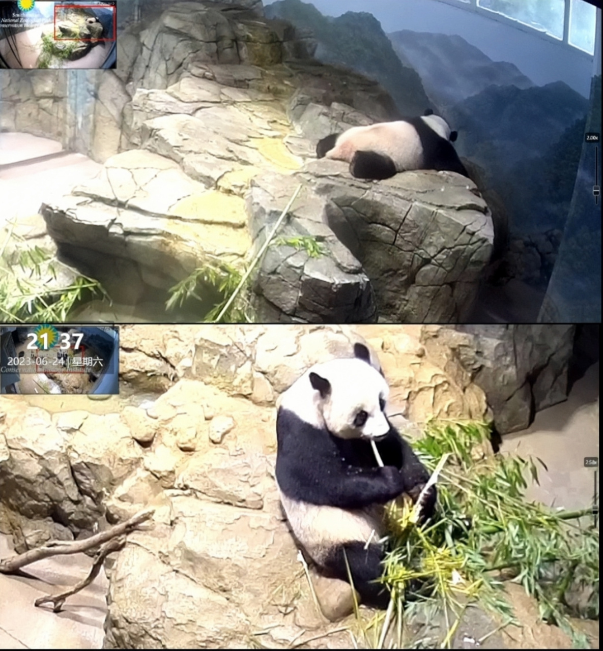 华动做的也太绝了,不让我们的国宝吃饱饭,和国内的大熊猫相比,真是