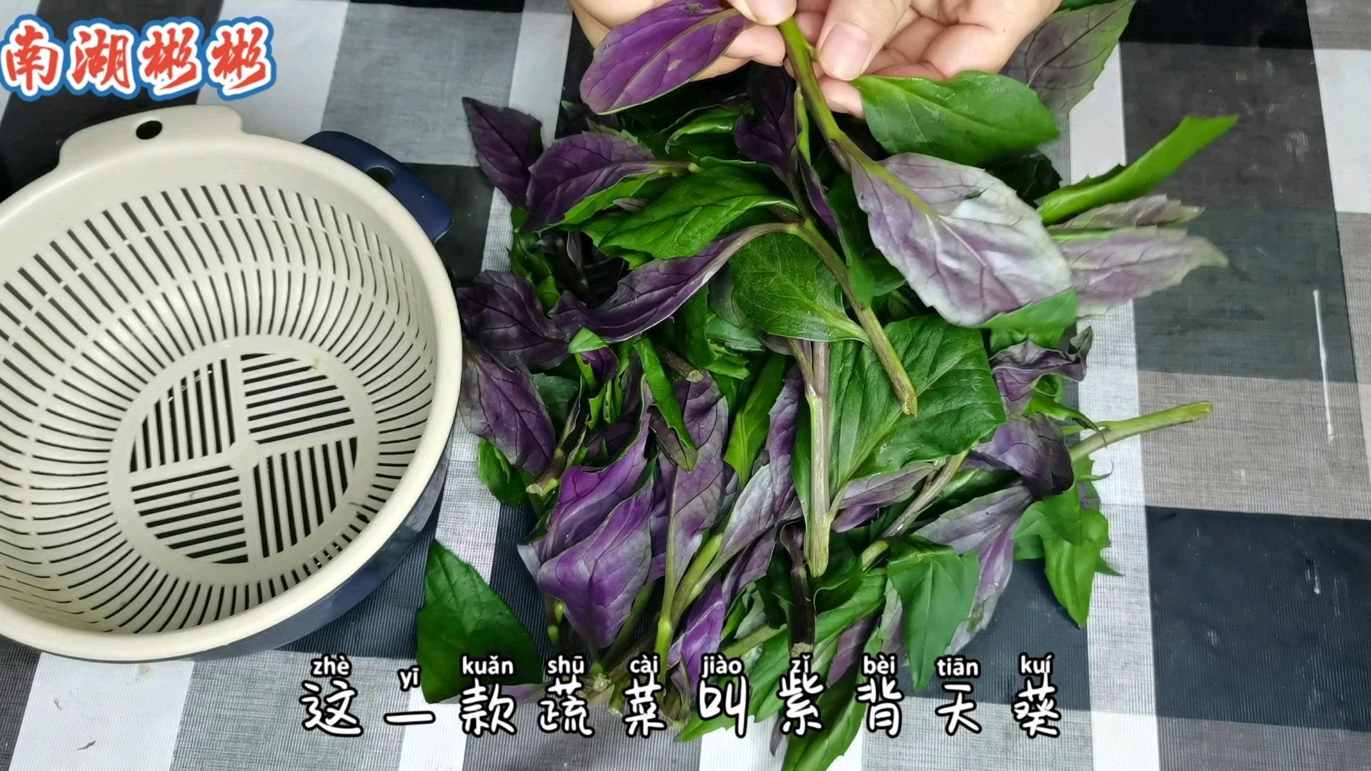 彬彬好奇这款紫背天葵,凉拌吃,有一股淡淡的香味还可以清热解毒