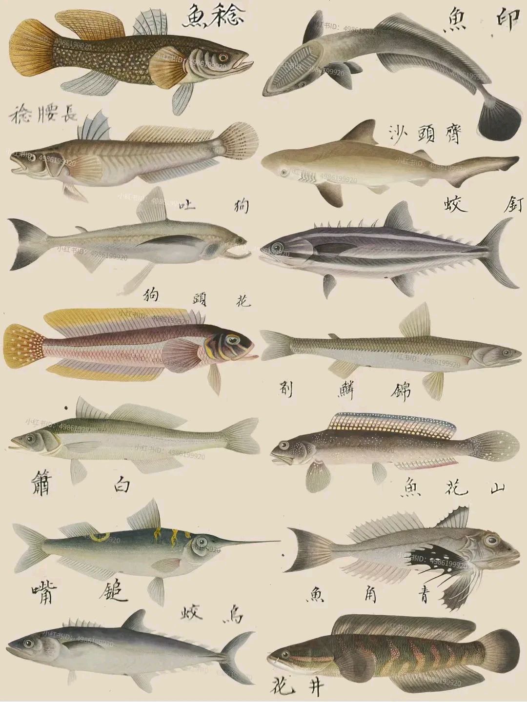 中国海鱼图解