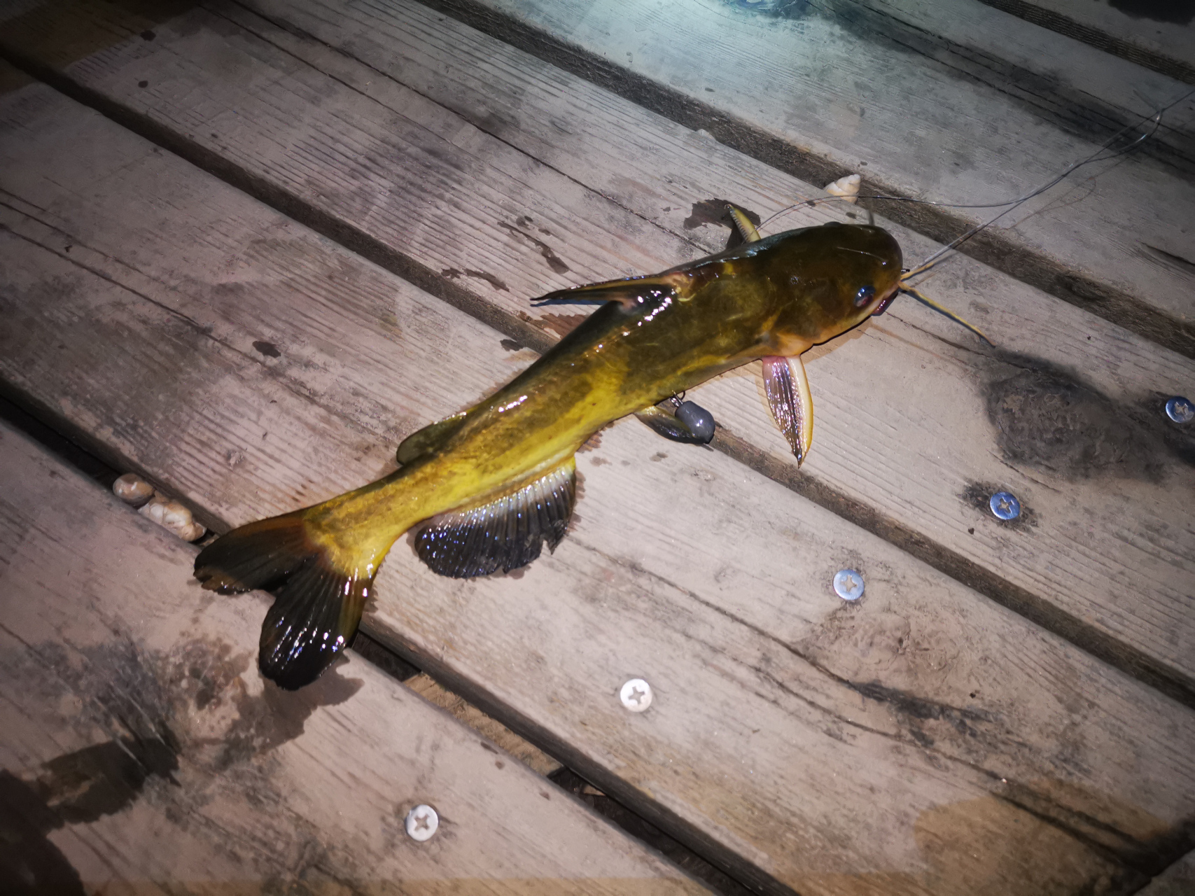 黄辣丁与牛尾巴#钓鱼# ##户外钓鱼# ##农村生活