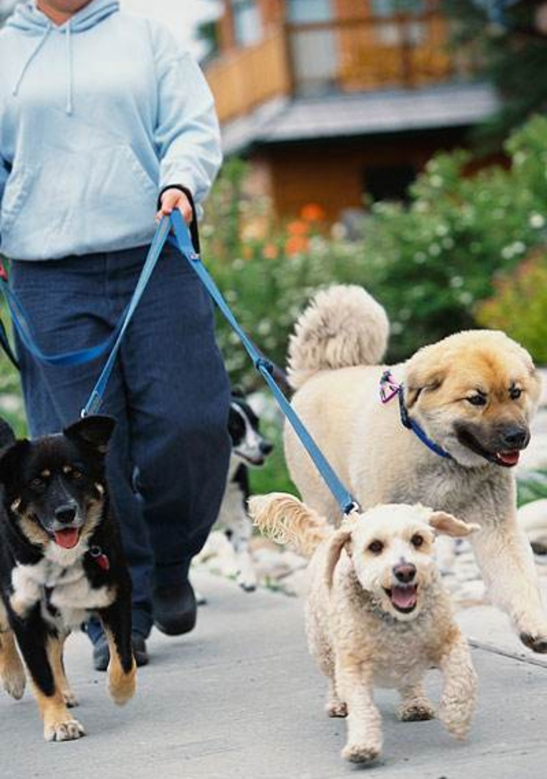 幽默笑话!富商遛狗