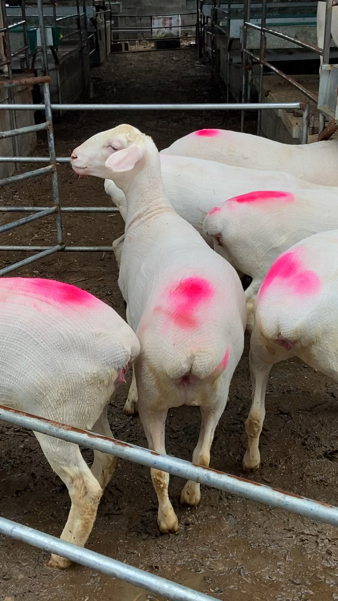 澳洲白绵羊新手养羊好品种,好饲养适合放养圈养-度小视