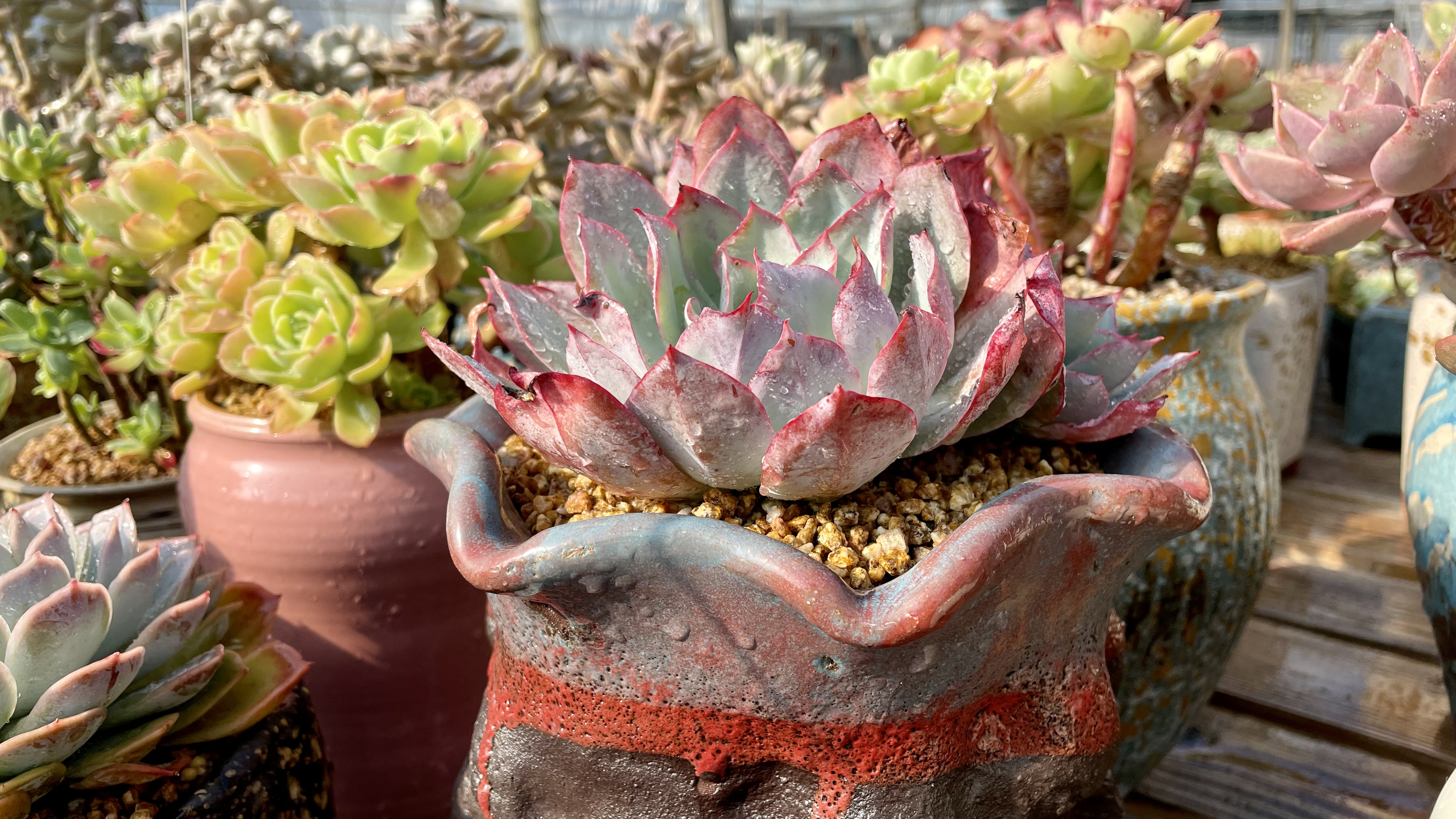 给大家介绍一些夏季可以全露养的多肉品种、供参考(第四期)