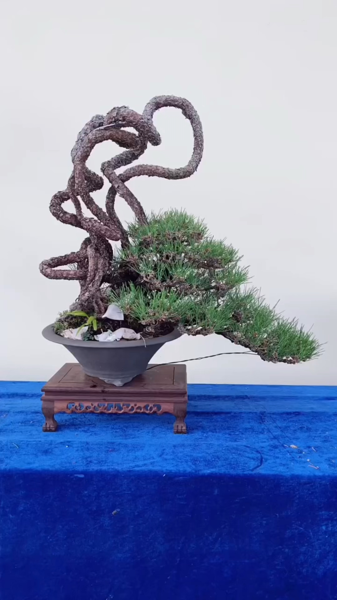 这样的根艺黑松盆景美爆了喜欢的关注一下吧-度小视