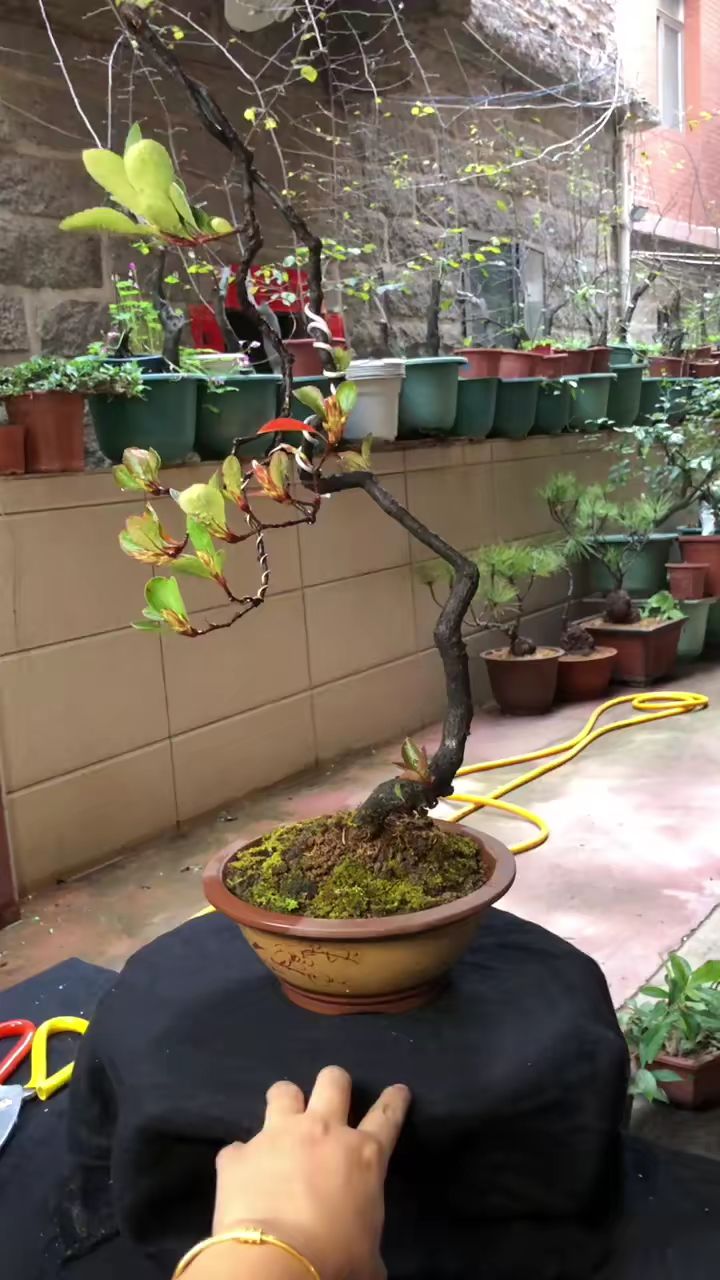 石斑木春花盆景了解的有多少