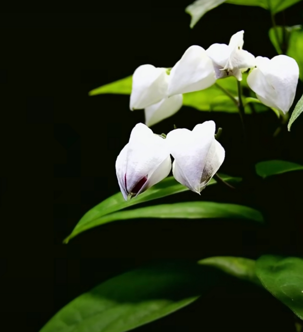 这种花名叫"龙吐珠",别名珍珠宝塔,九龙吐珠等,为马鞭草科木质攀援状