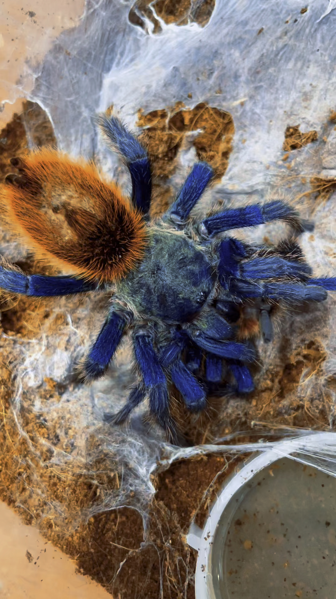 这个蜘蛛把它老公ko了 委内瑞拉红绿橙