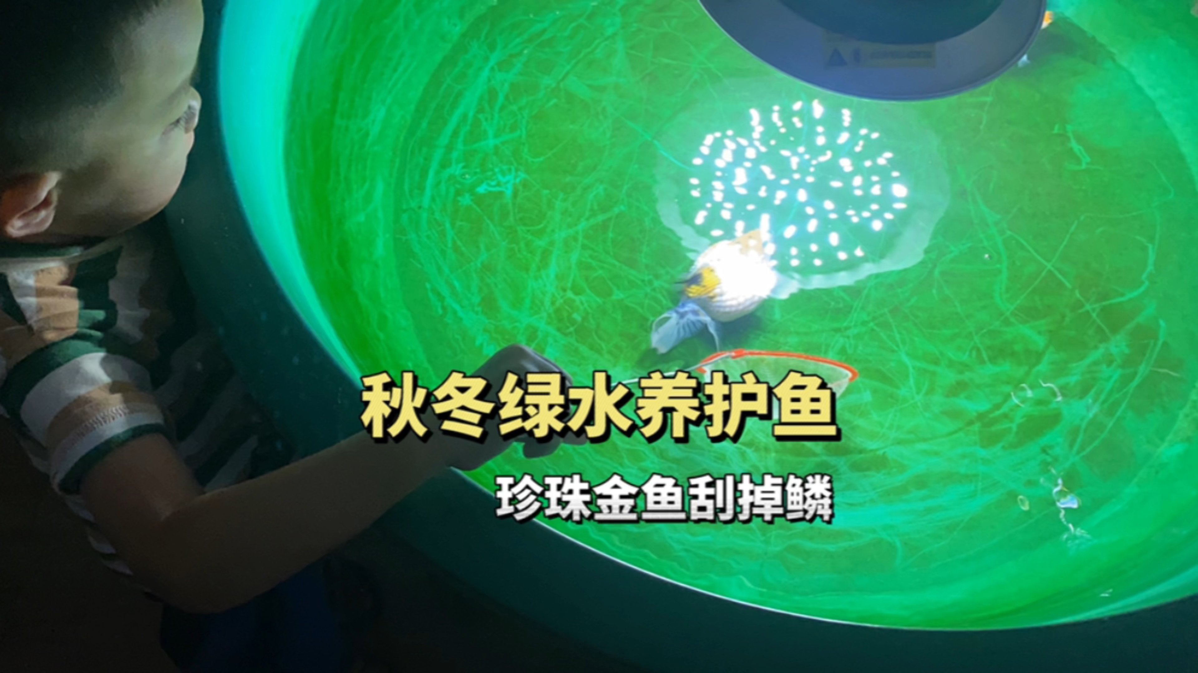 秋冬绿水养护金鱼,珍珠金鱼掉鳞了