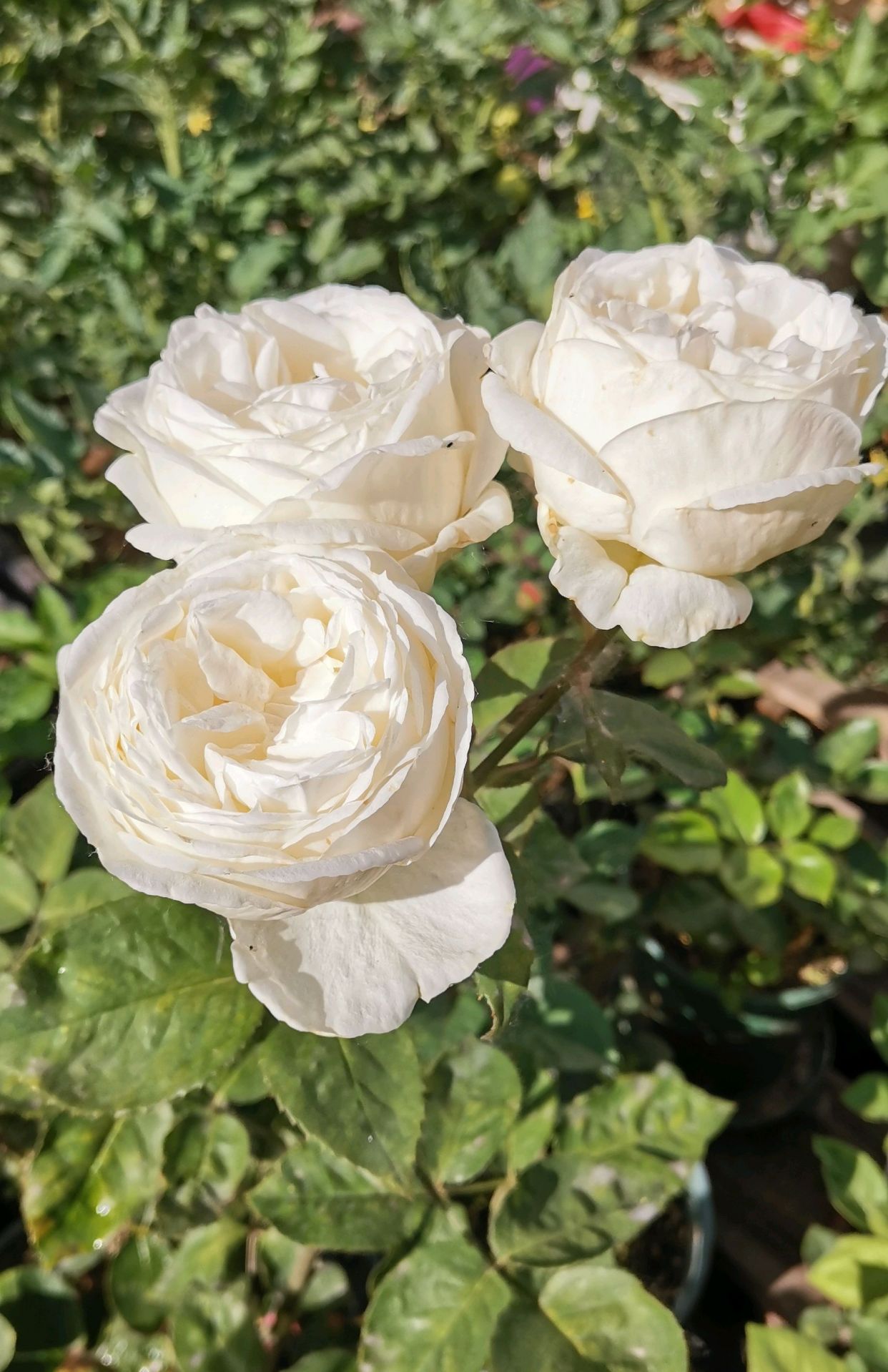 我有几款白色的月季