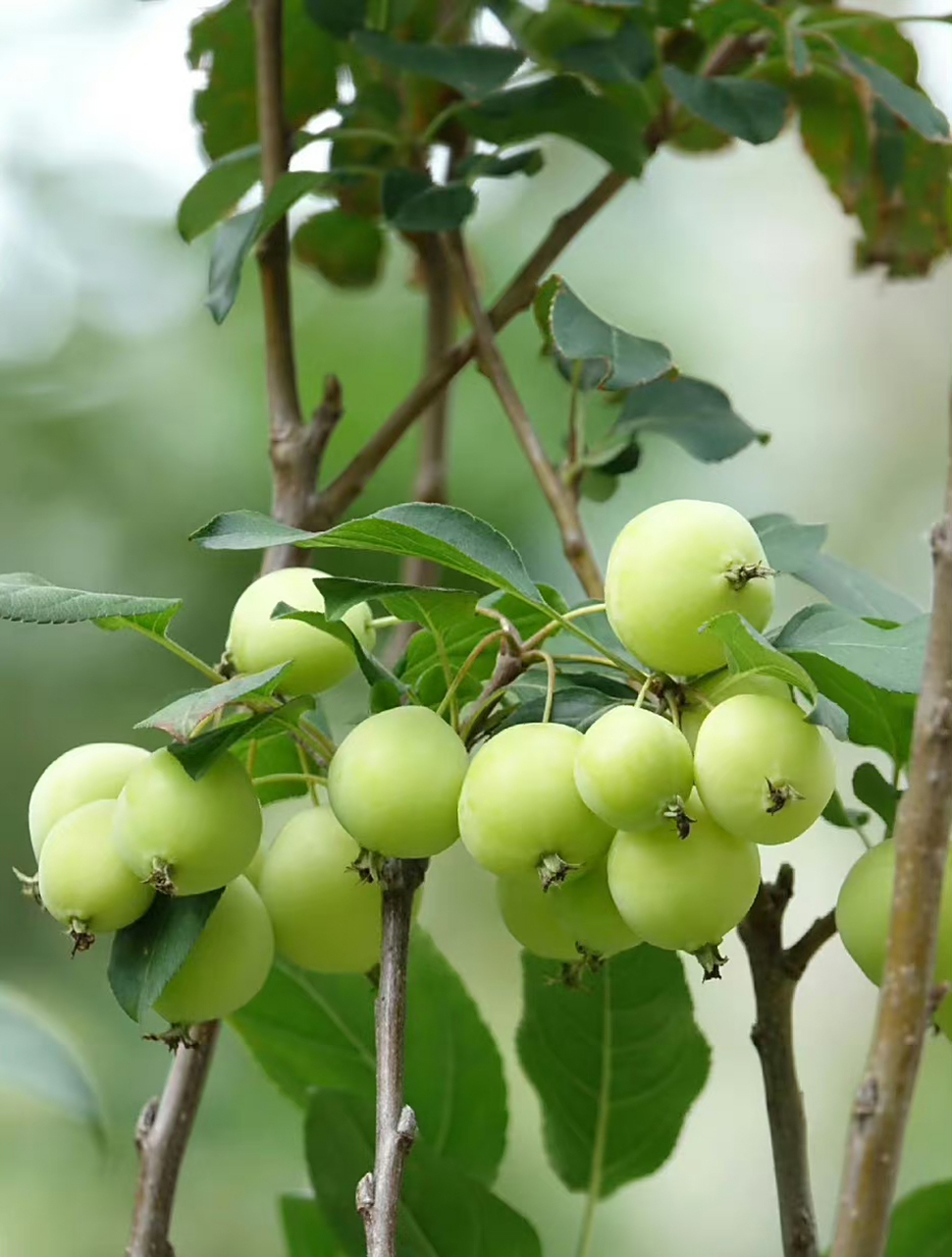 葱茏叶间含初夏, 青涩果实藏枝头.
