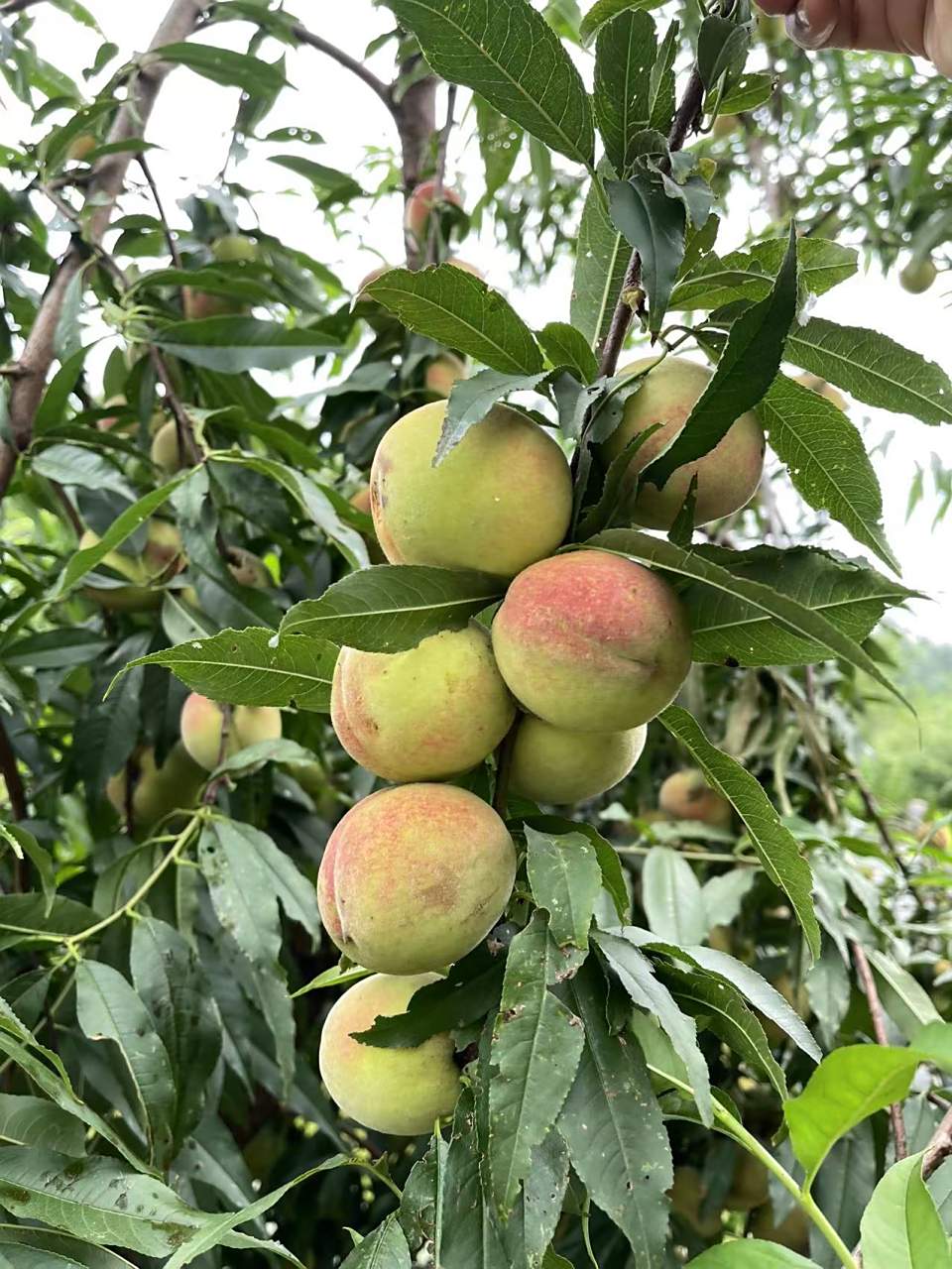 硕果累累的野桃子 现在无人问津了.