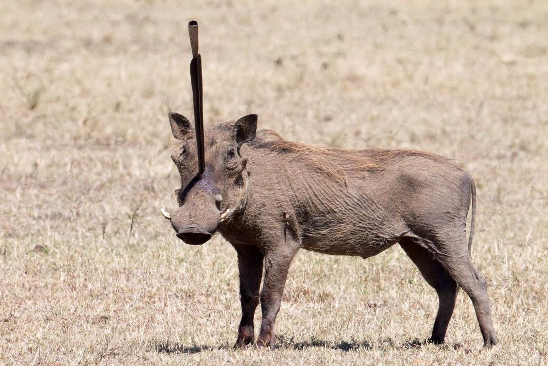 其实这也幸亏疣猪的脑壳坚硬,长矛没有当场穿透它的脑袋!