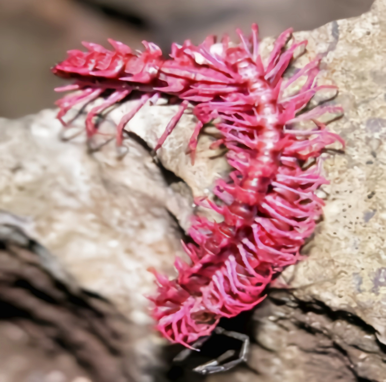 每天认识一种动物——粉龙千足虫 粉龙千足虫别名马陆龙,粉色马陆