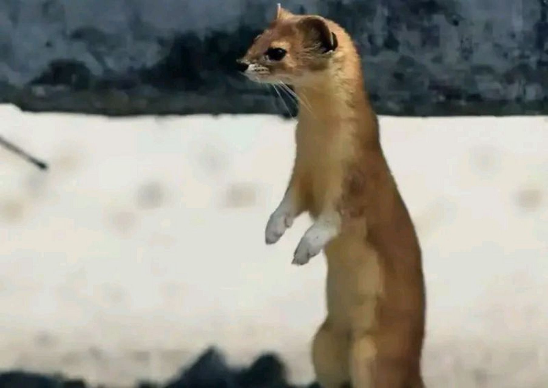 民间故事:黄鼠狼拜月后,拦下男子,并向他讨封:"你们看我像人还是像神?