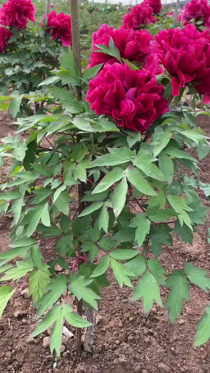 花王#牡丹|||盛花期直径25到30公分,长势好最适合培育牡丹树的品种