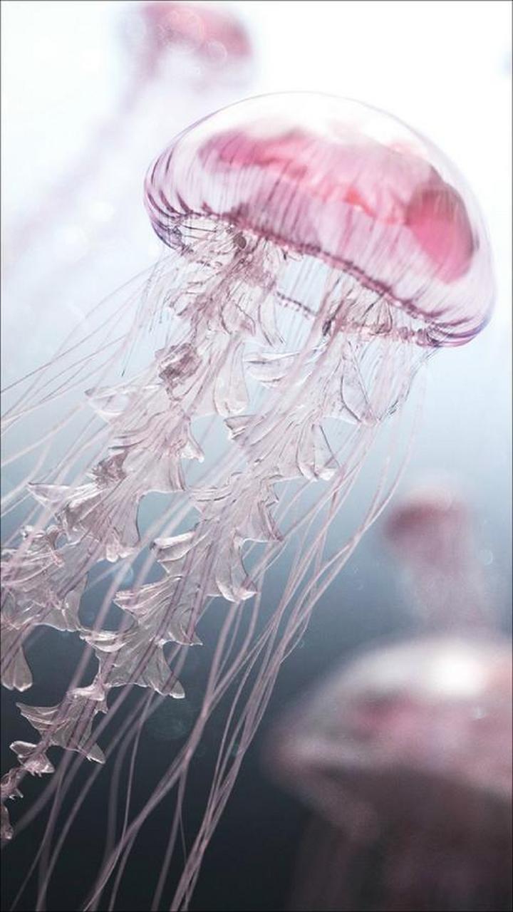 花篮水母是一种非常常见的小型水母,外表呈现美丽的粉红色,像一朵盛开