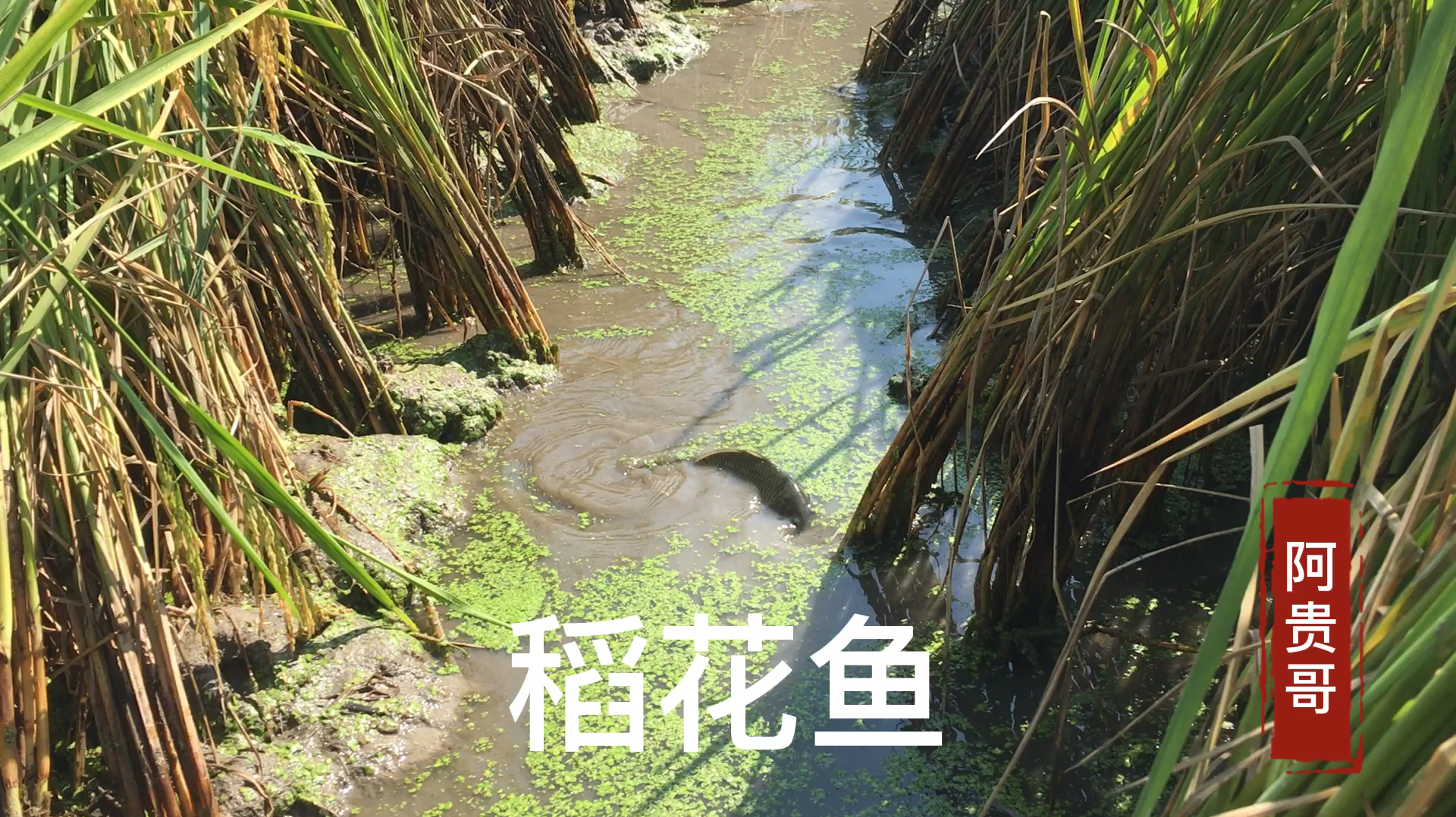 农田稻花鱼这样干锅煎,鲜嫩香脆,太美味了