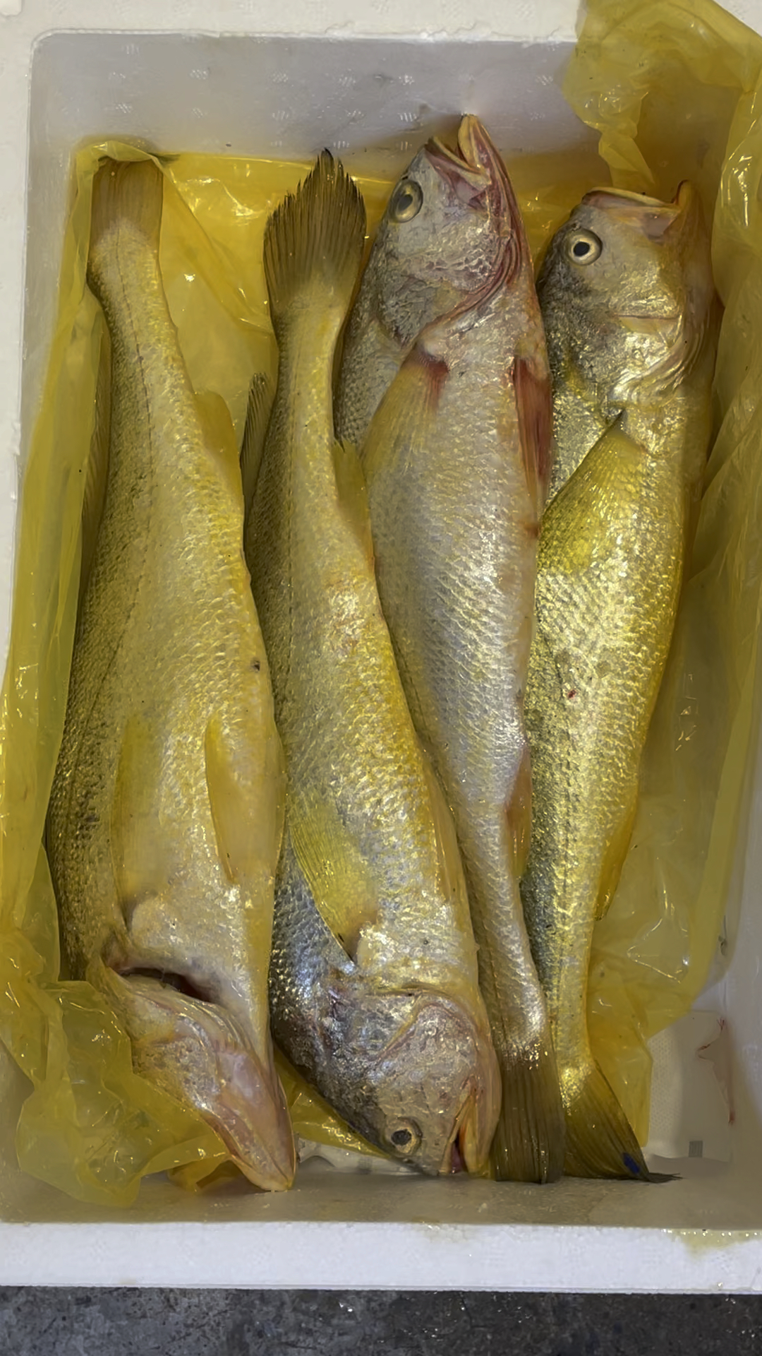 顶级野生大黄鱼,漂亮吧!