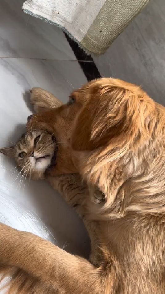 你家的狗狗也爱啃猫头么