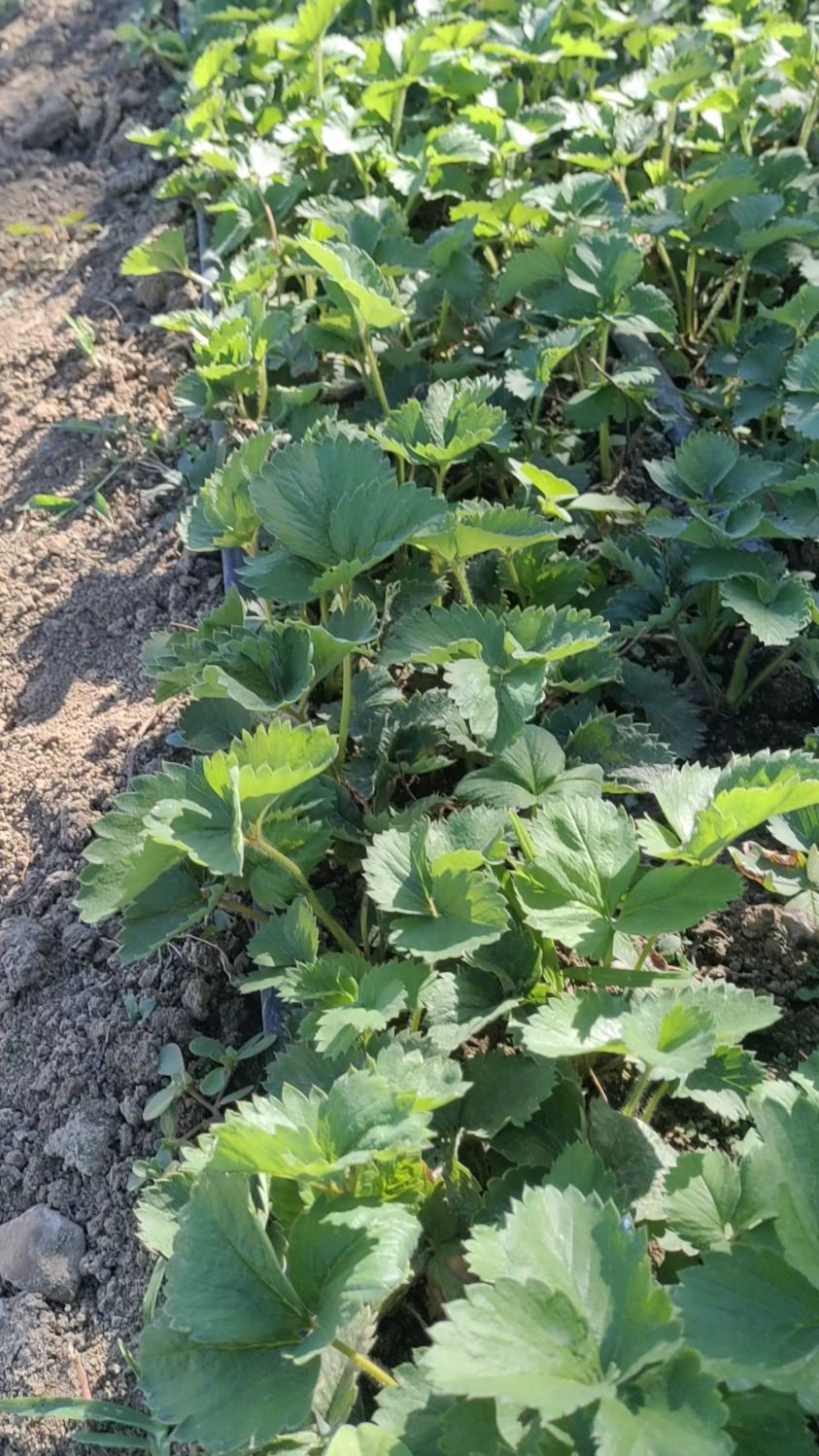 假植18天草莓苗根系状态良好!