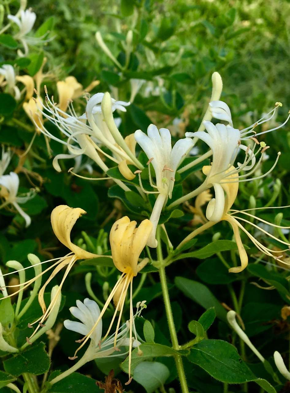 金银花的功效与作用  清热解毒,消炎退肿  金银花是常见的中药材,性甘