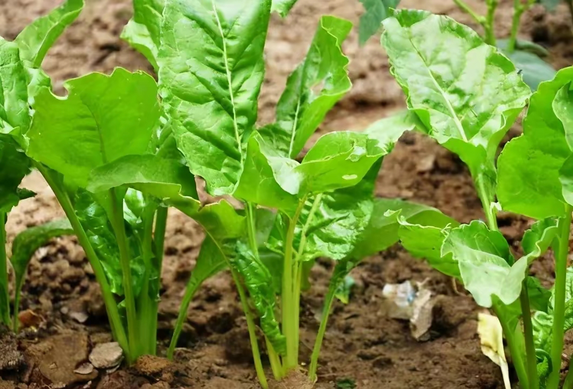有认识这个是什么菜吗,大茎,叶子也不小比较肥,在菜市场很少看到.