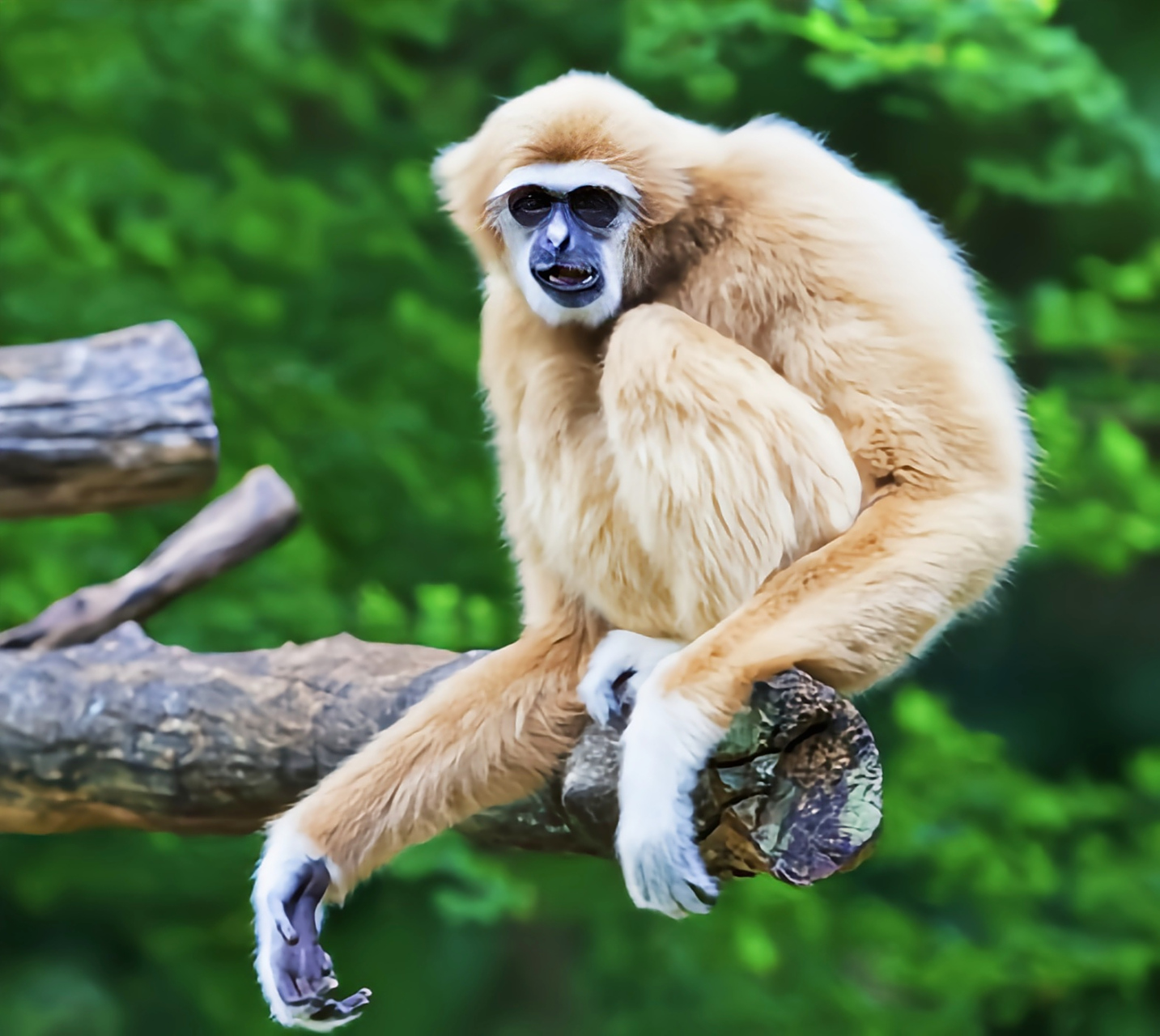 每天认识一种动物——白掌长臂猿 白掌长臂猿是灵长目