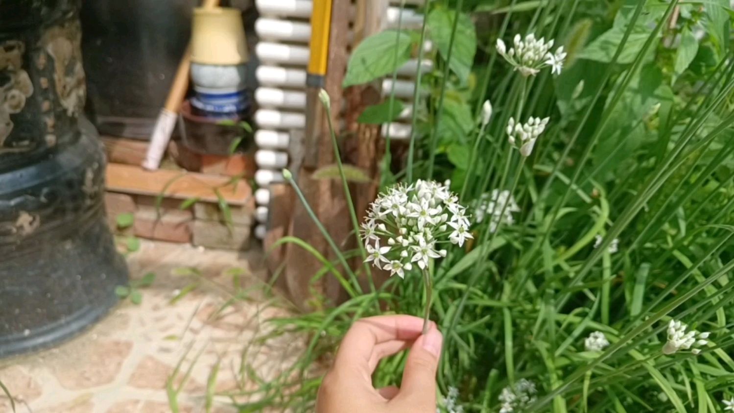 韭菜花长什么样子呢?