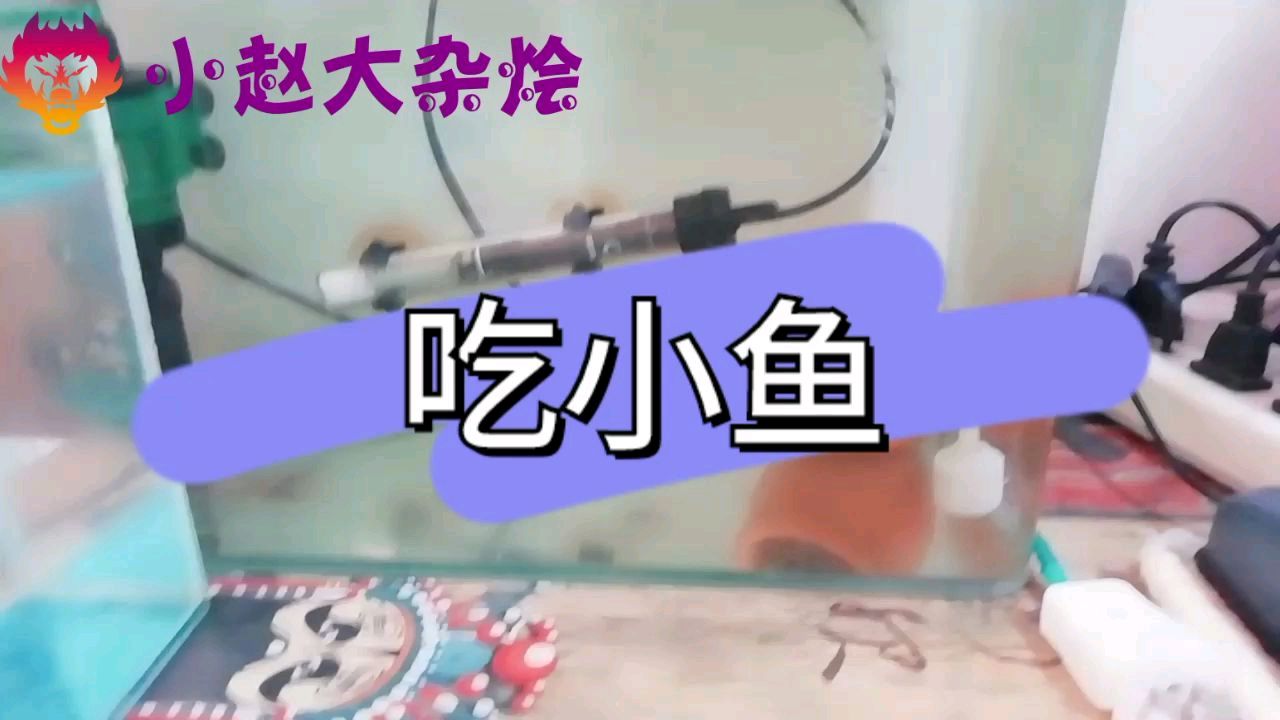 迷你鹦鹉鱼为什么吃小鱼