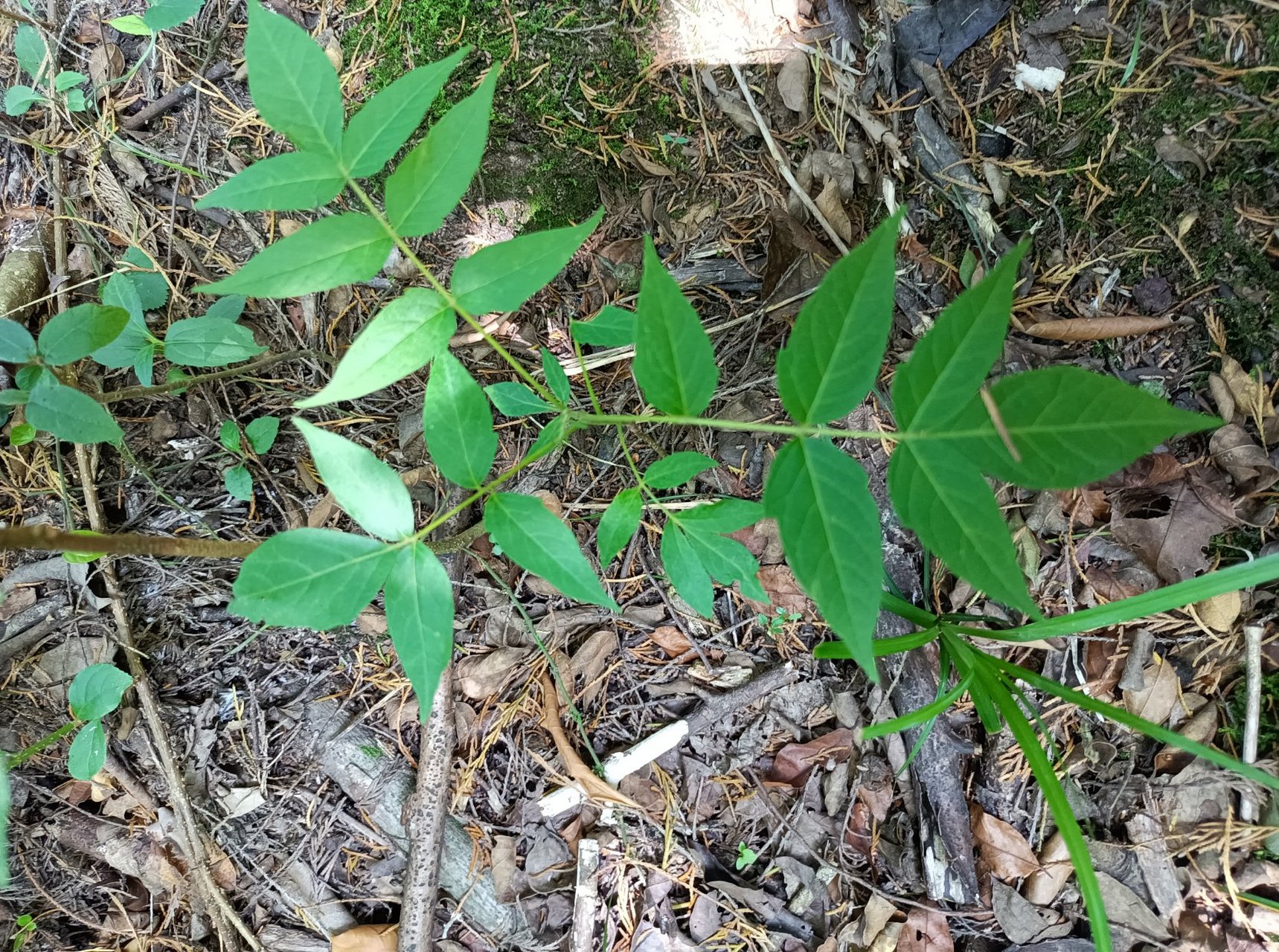 臭椿#每天认识一种植物# 药用价值 臭椿的其他应用臭椿树皮,根皮,果实