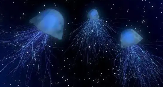 海洋中会发光的生物